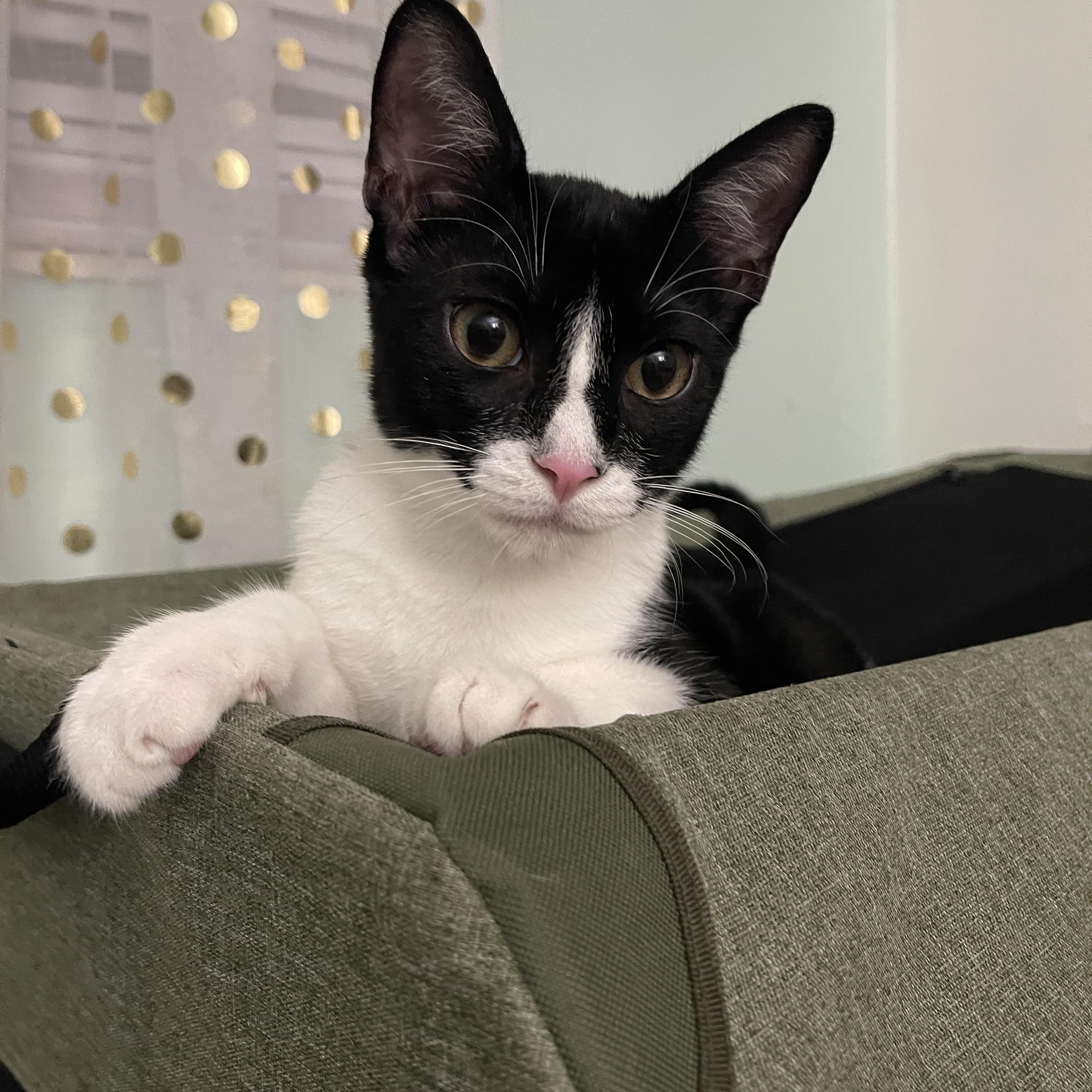 Enlarge Mini Wheat, a Adoptable Domestic Short Hair in Intercession city , FL image 2/6