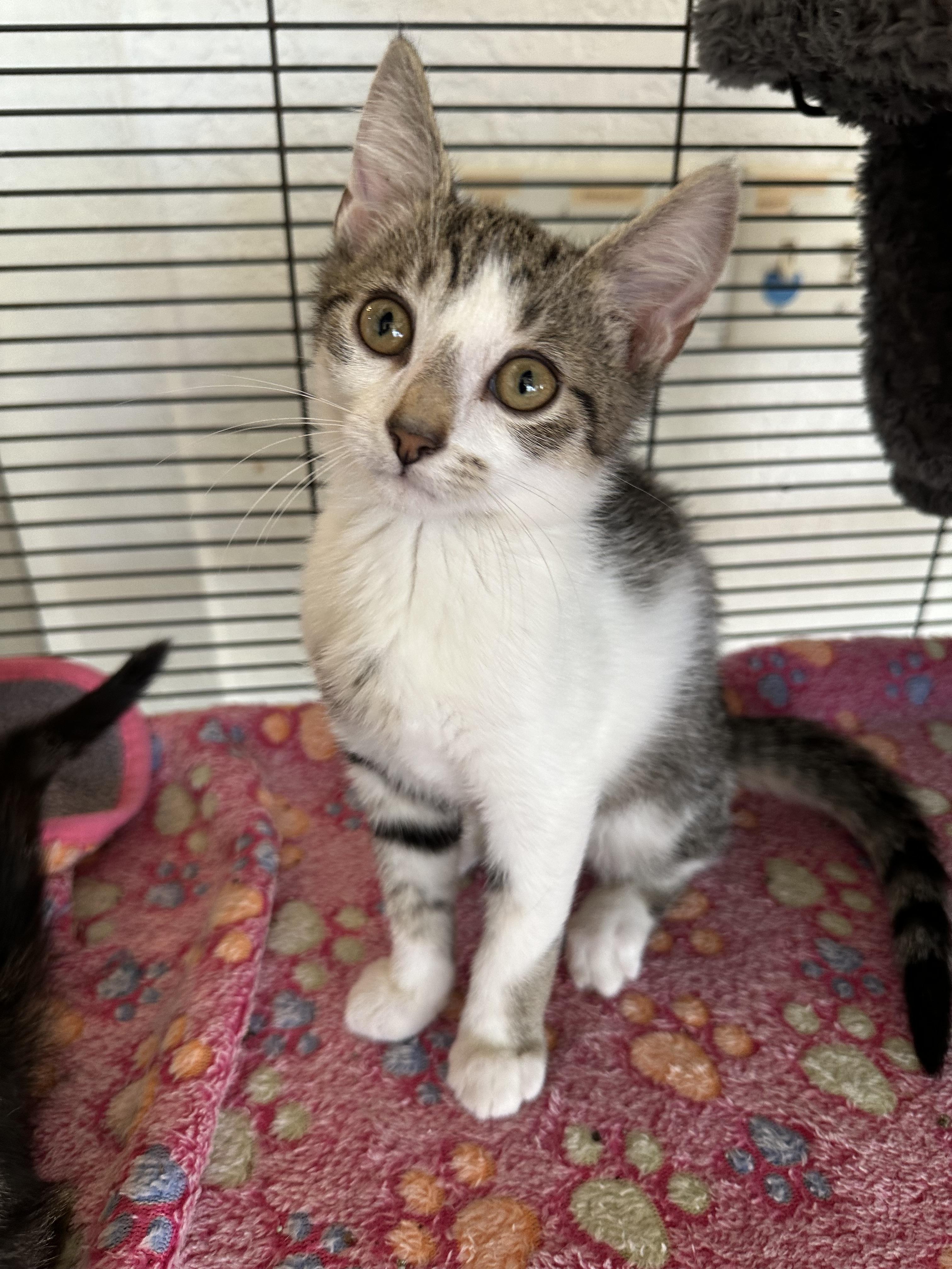 Bobby, a Adoptable Domestic Short Hair in New Port Richey, FL image 1/3