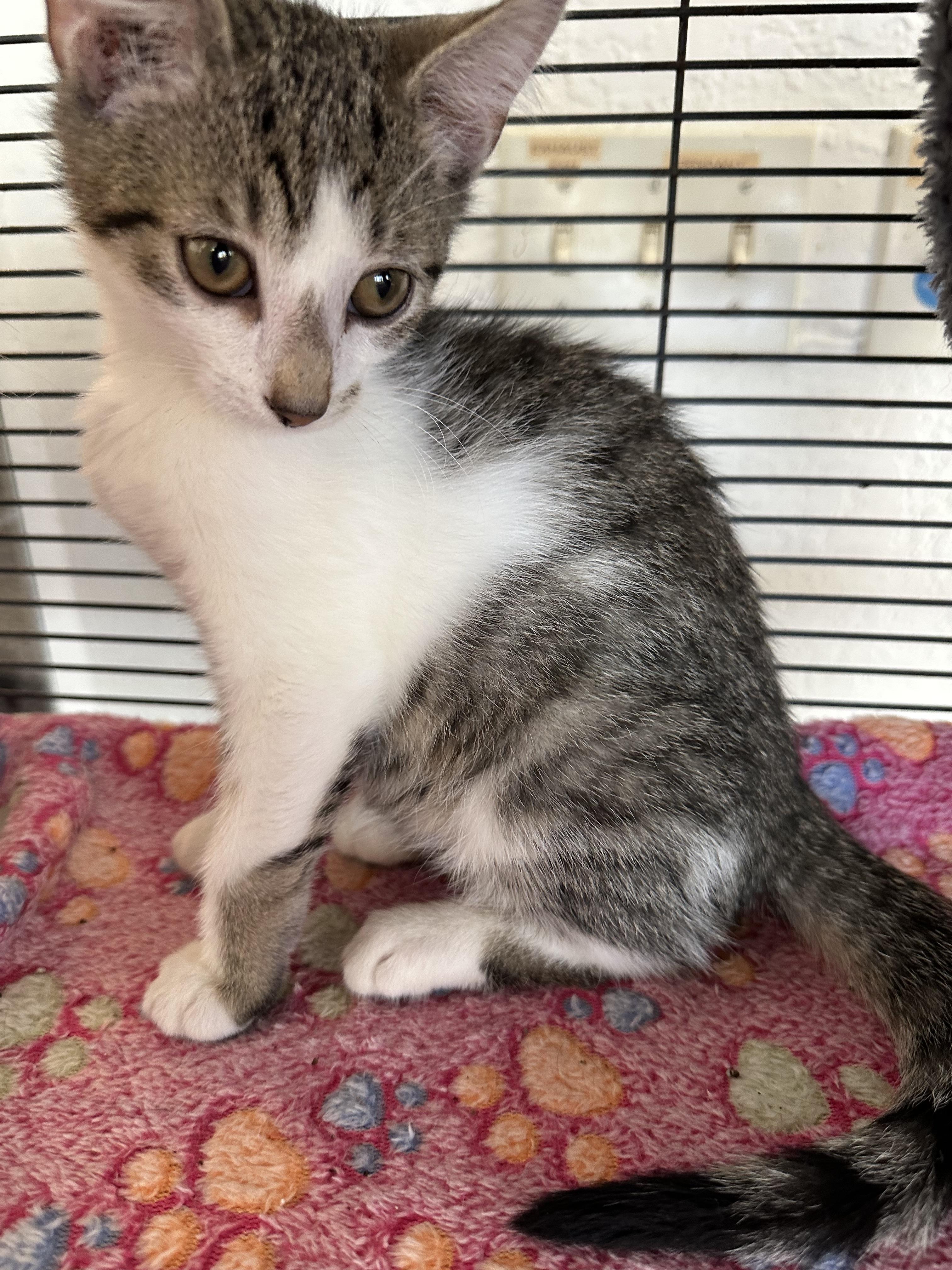 Bobby, a Adoptable Domestic Short Hair in New Port Richey, FL image 2/3