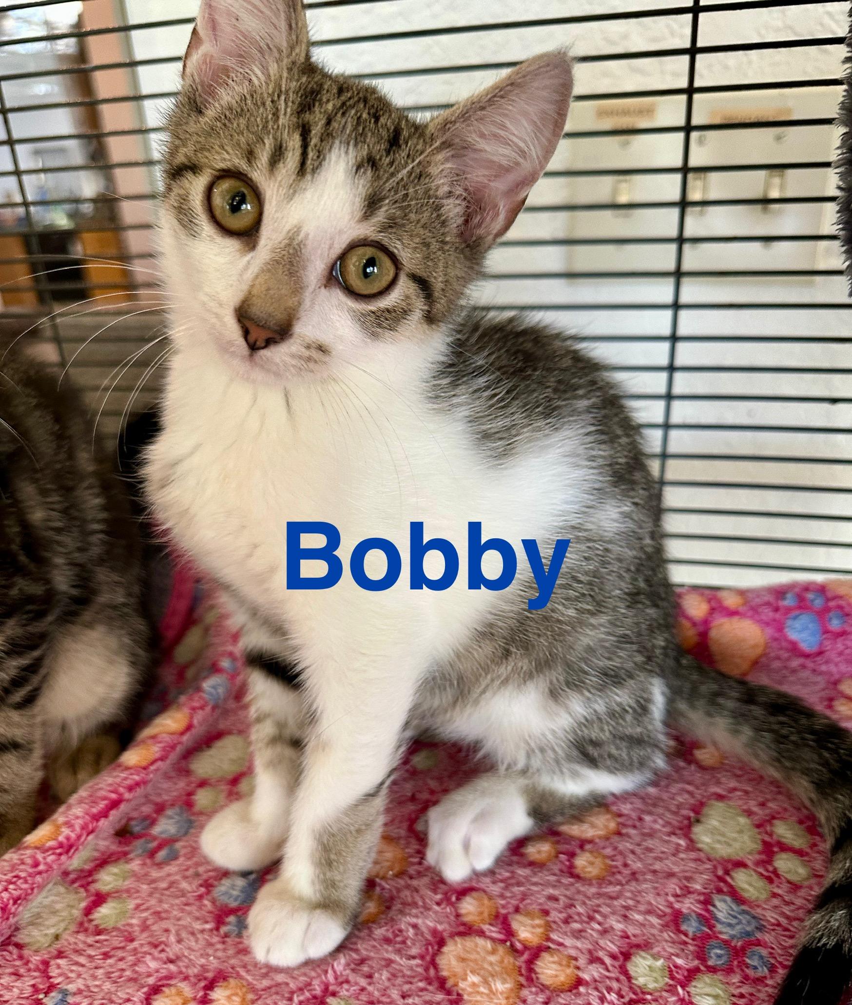 Bobby, a Adoptable Domestic Short Hair in New Port Richey, FL image 3/3