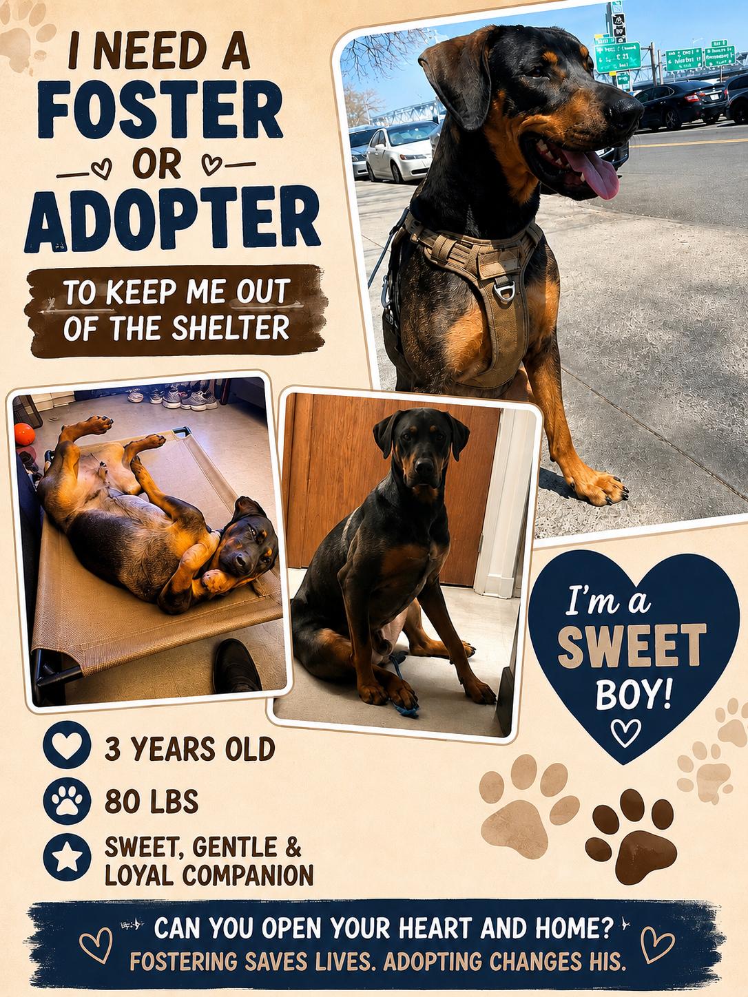 ACE - HELP DIVERT PLACEMENT IN SHELTER, adopted, Young Male Rottweiler & Labrador Retriever.