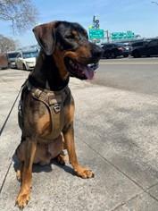 ACE - HELP DIVERT PLACEMENT IN SHELTER, an adopted mixed breed in Huntington, NY image 2/2