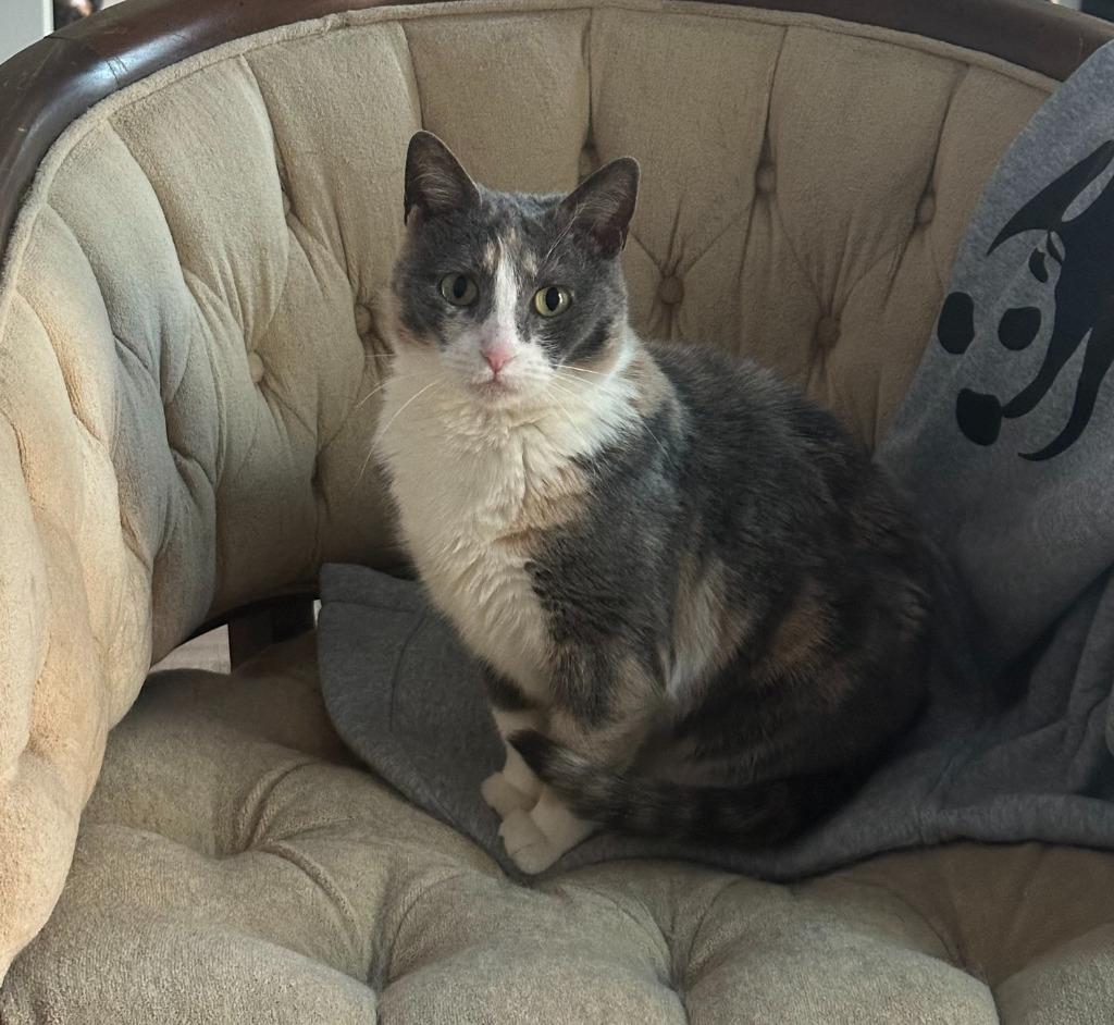 Gossip Girl24F, Adoptable, Adult Female Domestic Short Hair.
