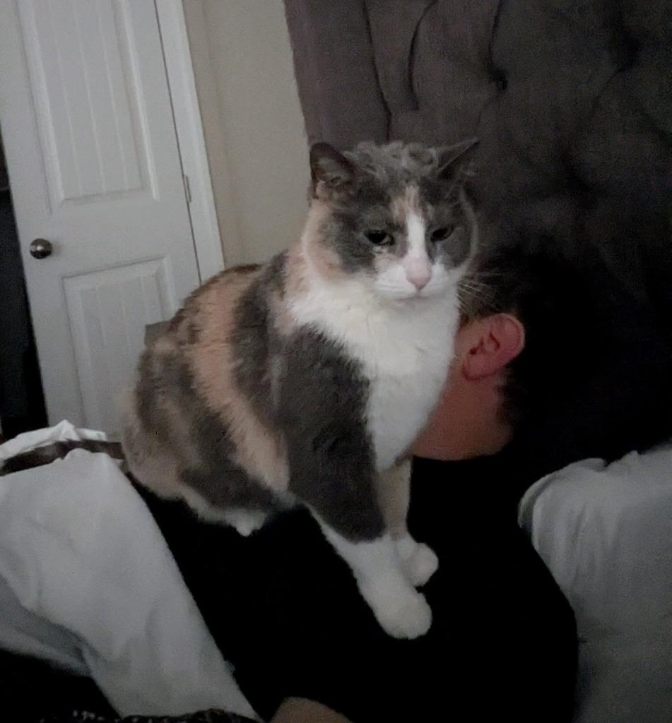 Gossip Girl24F, Adoptable, Adult Female Domestic Short Hair.