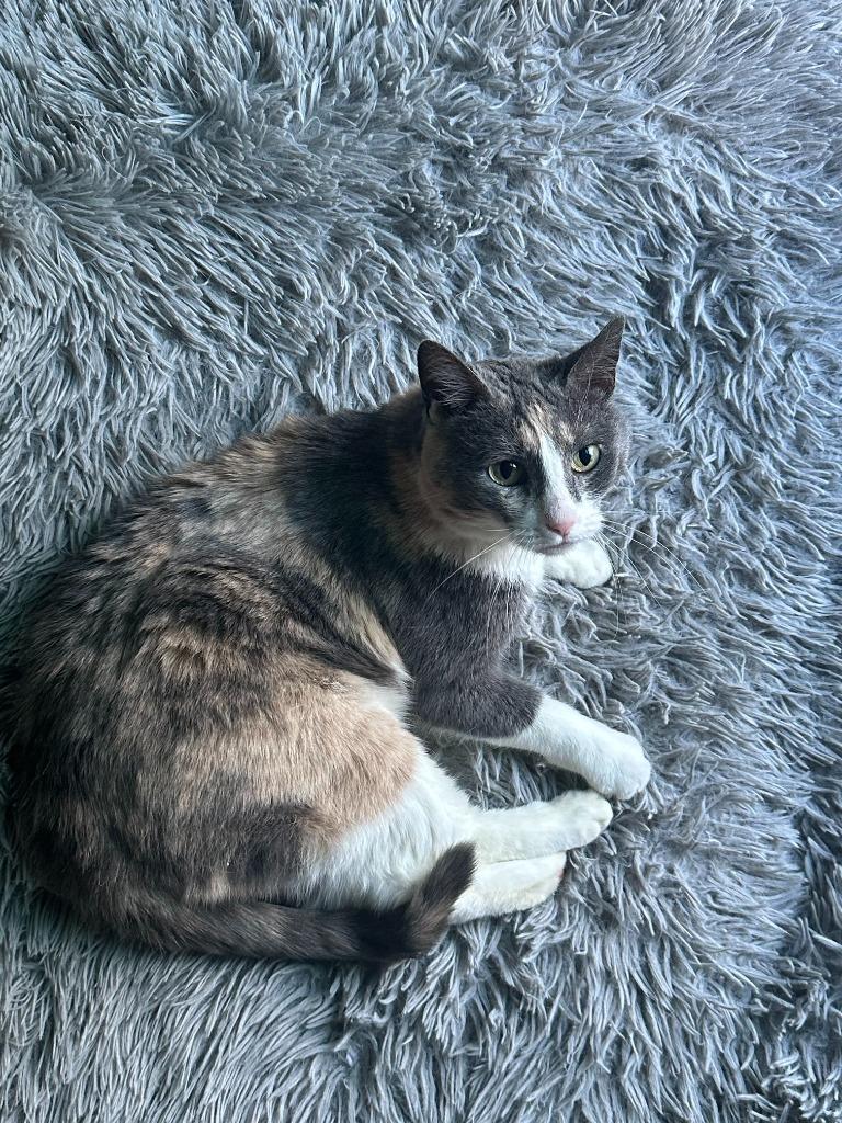 Enlarge Gossip Girl24F, a Adoptable mixed breed in Youngsville, NC image 3/5