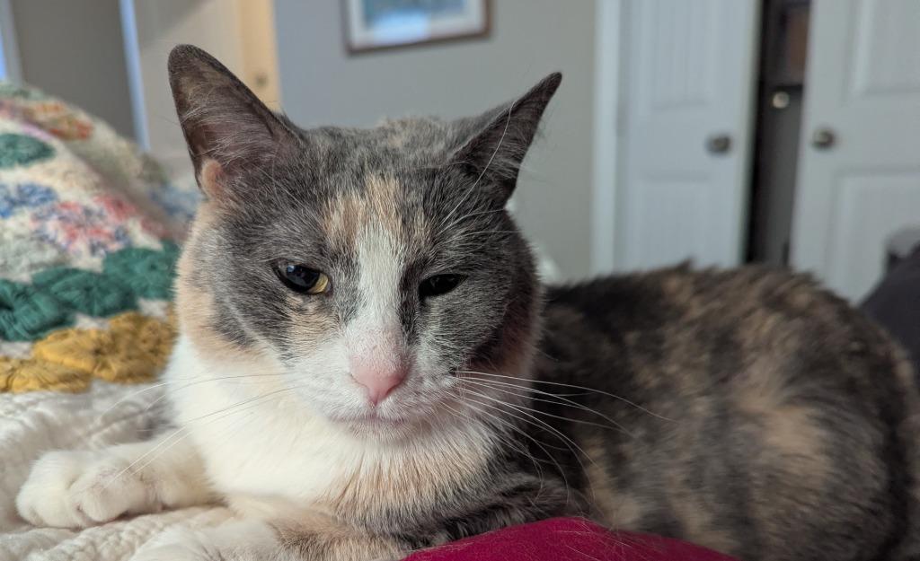 Enlarge Gossip Girl24F, a Adoptable mixed breed in Youngsville, NC image 4/5