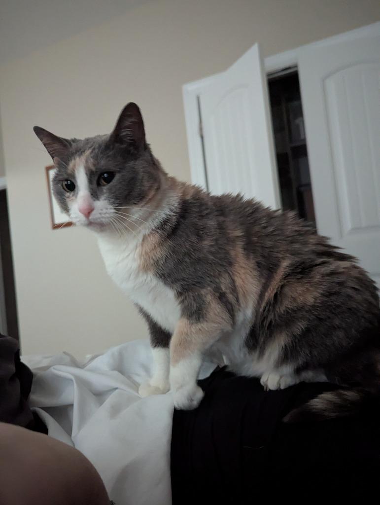 Enlarge Gossip Girl24F, a Adoptable mixed breed in Youngsville, NC image 5/5