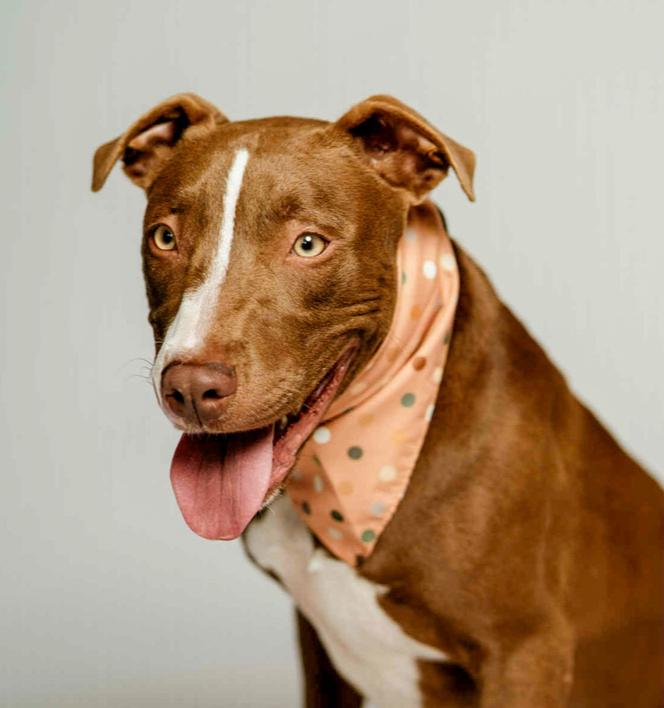 Blackjack, a Adoptable mixed breed in Spokane, WA image 1/5