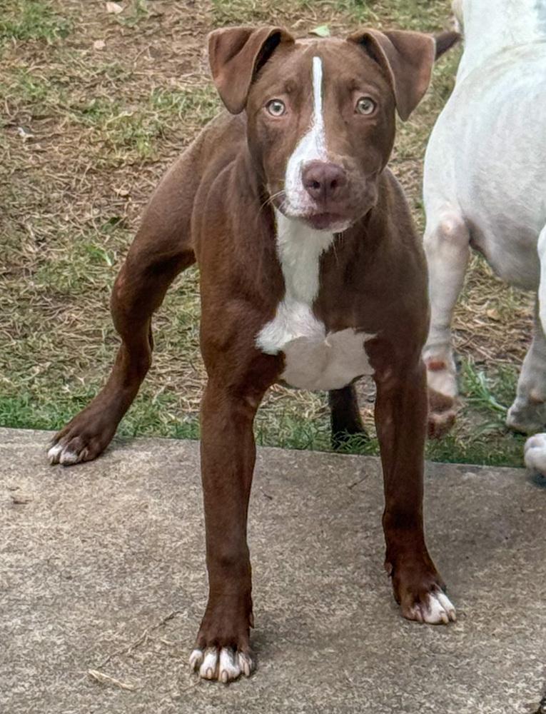 Blackjack, a Adoptable mixed breed in Spokane, WA image 2/5