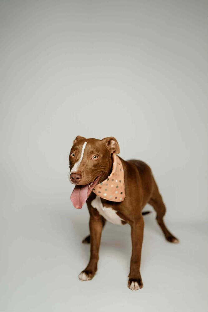 Blackjack, a Adoptable mixed breed in Spokane, WA image 3/5