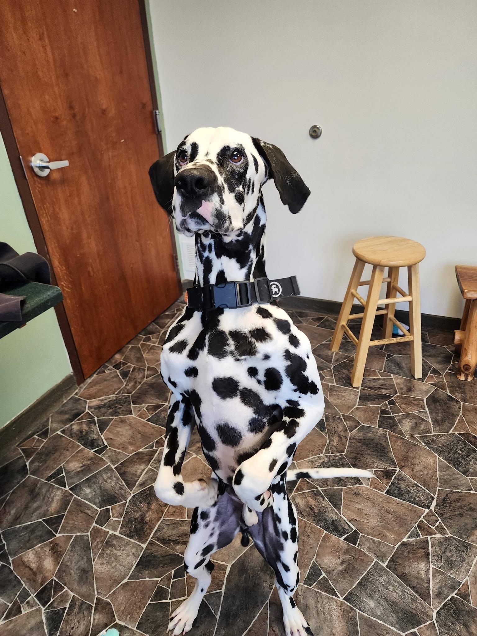Enlarge Roly Poly, a ADOPTABLE Dalmatian in Sterling Heights, MI image 6/6