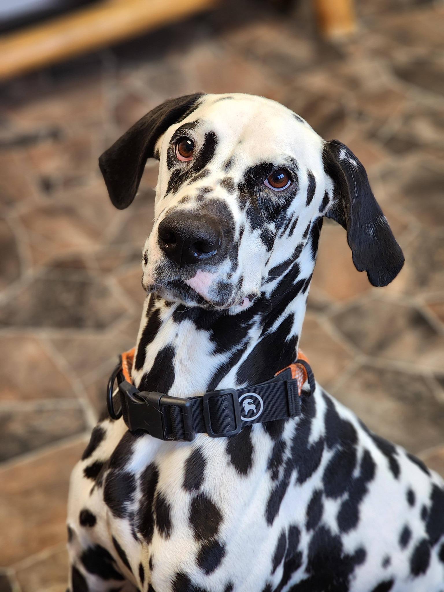 Enlarge Roly Poly, a ADOPTABLE Dalmatian in Sterling Heights, MI image 1/6