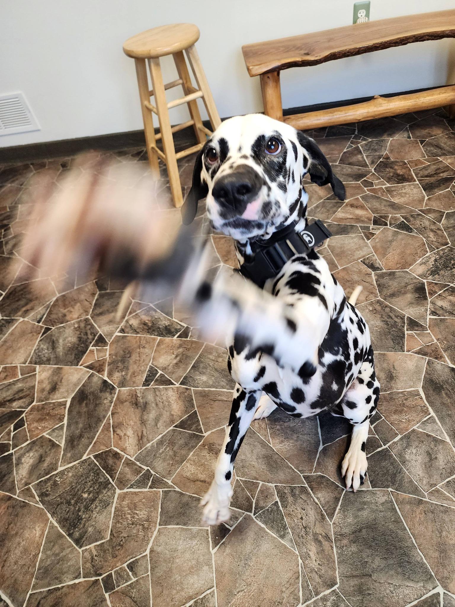 Enlarge Roly Poly, a ADOPTABLE Dalmatian in Sterling Heights, MI image 4/6