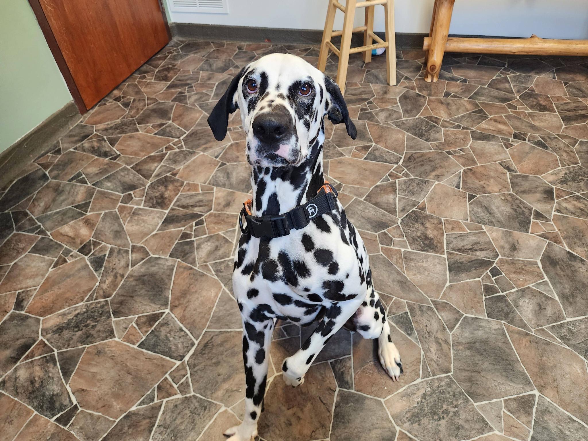Enlarge Roly Poly, a ADOPTABLE Dalmatian in Sterling Heights, MI image 5/6