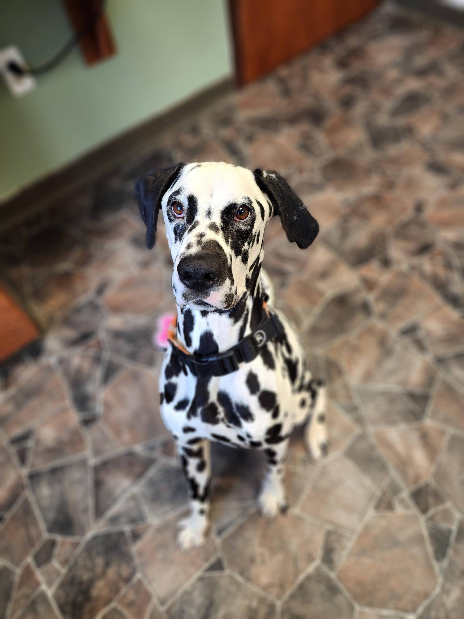 Enlarge Roly Poly, a ADOPTABLE Dalmatian in Sterling Heights, MI image 3/6