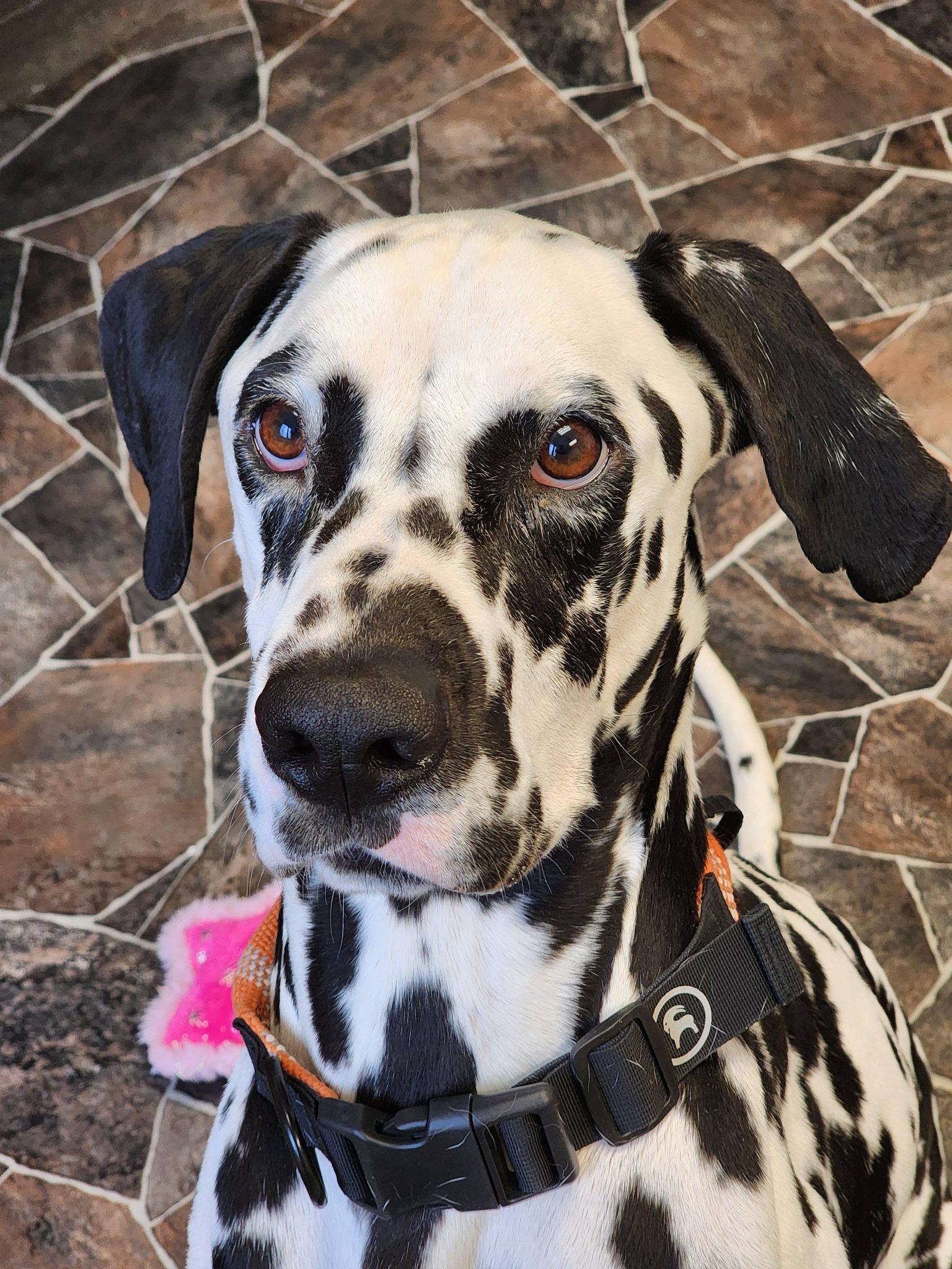 Enlarge Roly Poly, a ADOPTABLE Dalmatian in Sterling Heights, MI image 2/6