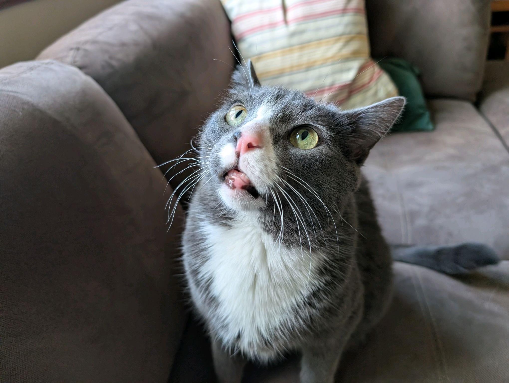Enlarge Elton, a Adoptable Domestic Short Hair in Columbus, OH image 1/5
