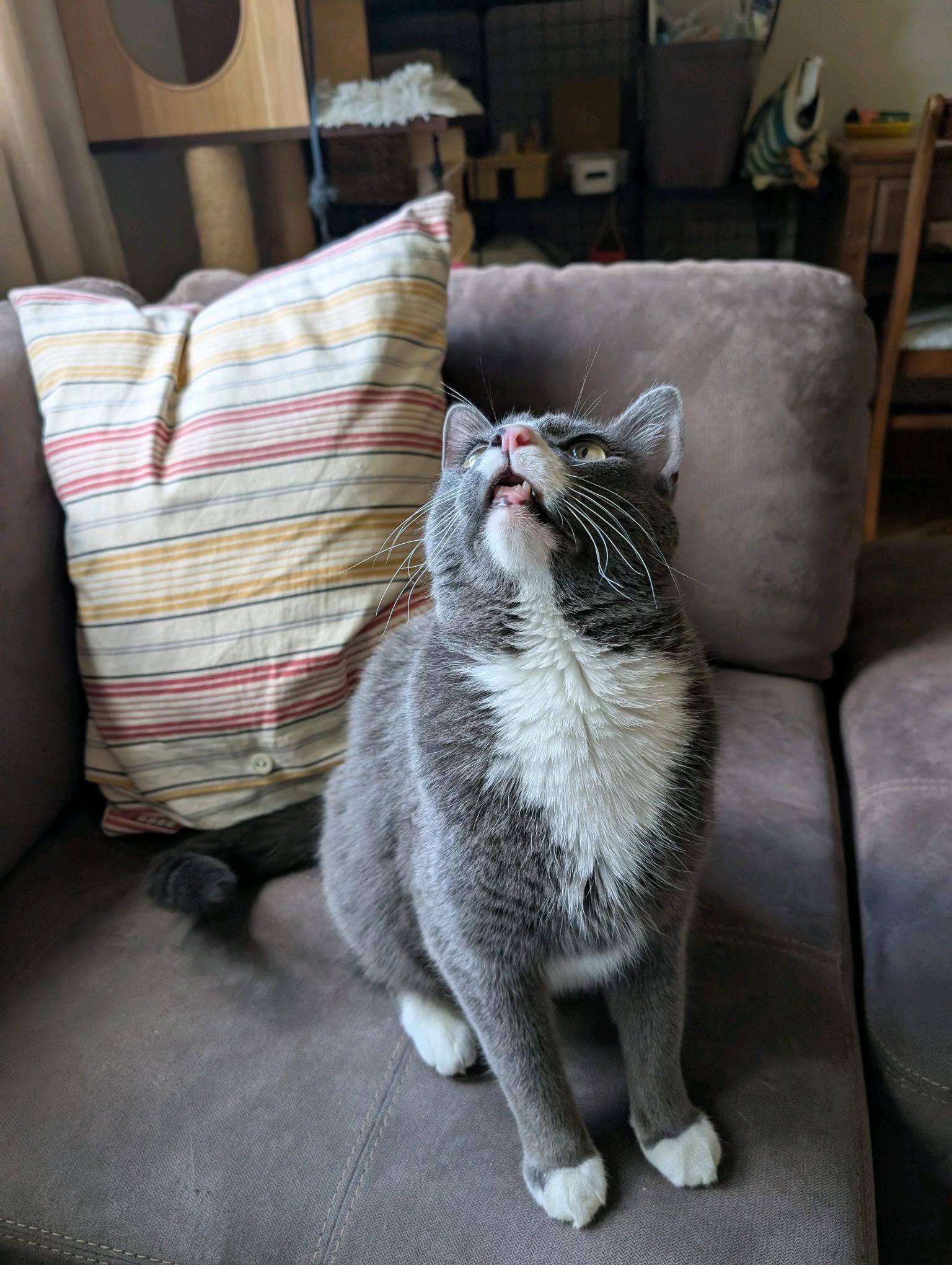 Enlarge Elton, a Adoptable Domestic Short Hair in Columbus, OH image 3/5