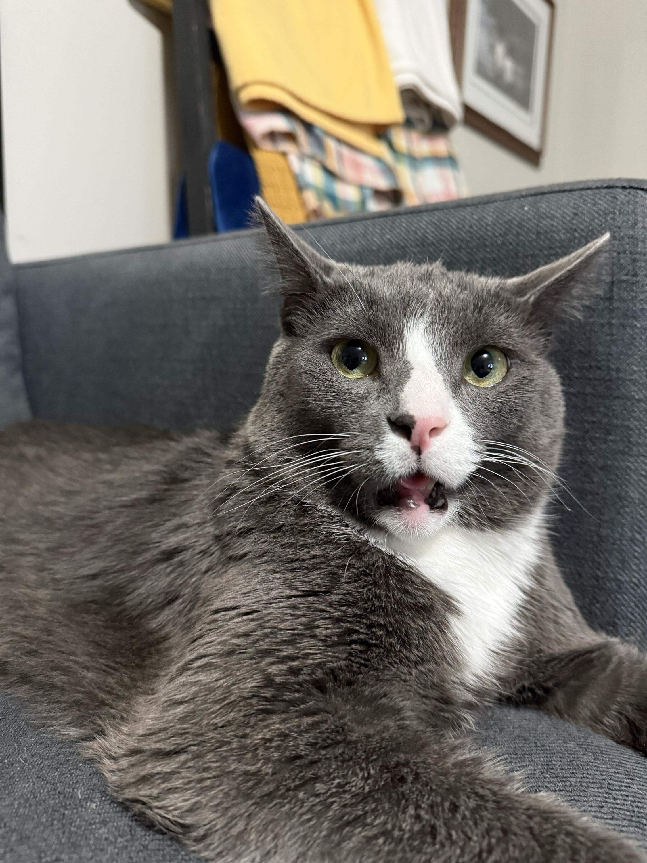 Enlarge Elton, a Adoptable Domestic Short Hair in Columbus, OH image 2/5
