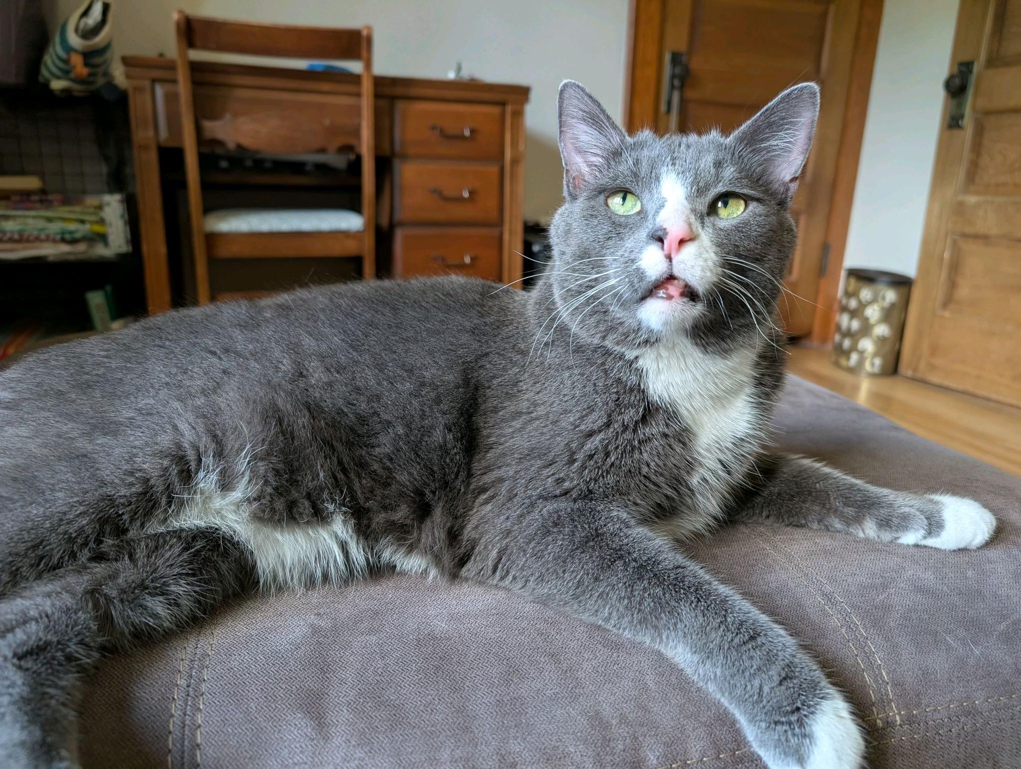 Enlarge Elton, a Adoptable Domestic Short Hair in Columbus, OH image 4/5