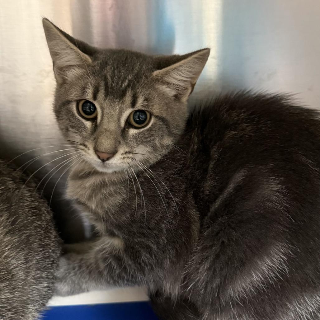 "Amethyst ", Adopted, Kitten Male Domestic Short Hair.
