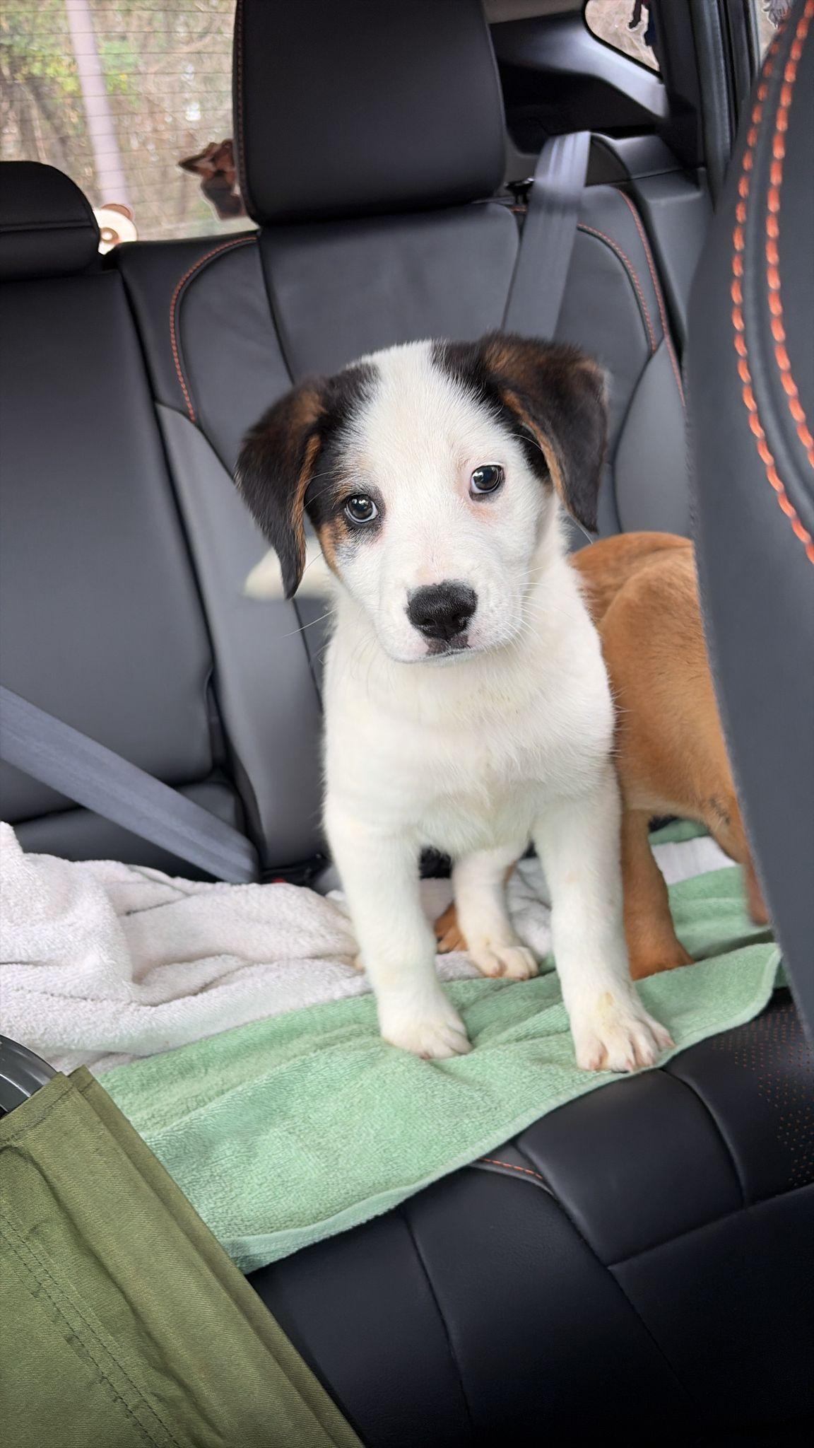 Snoopy, ADOPTABLE, Puppy Male Border Collie.