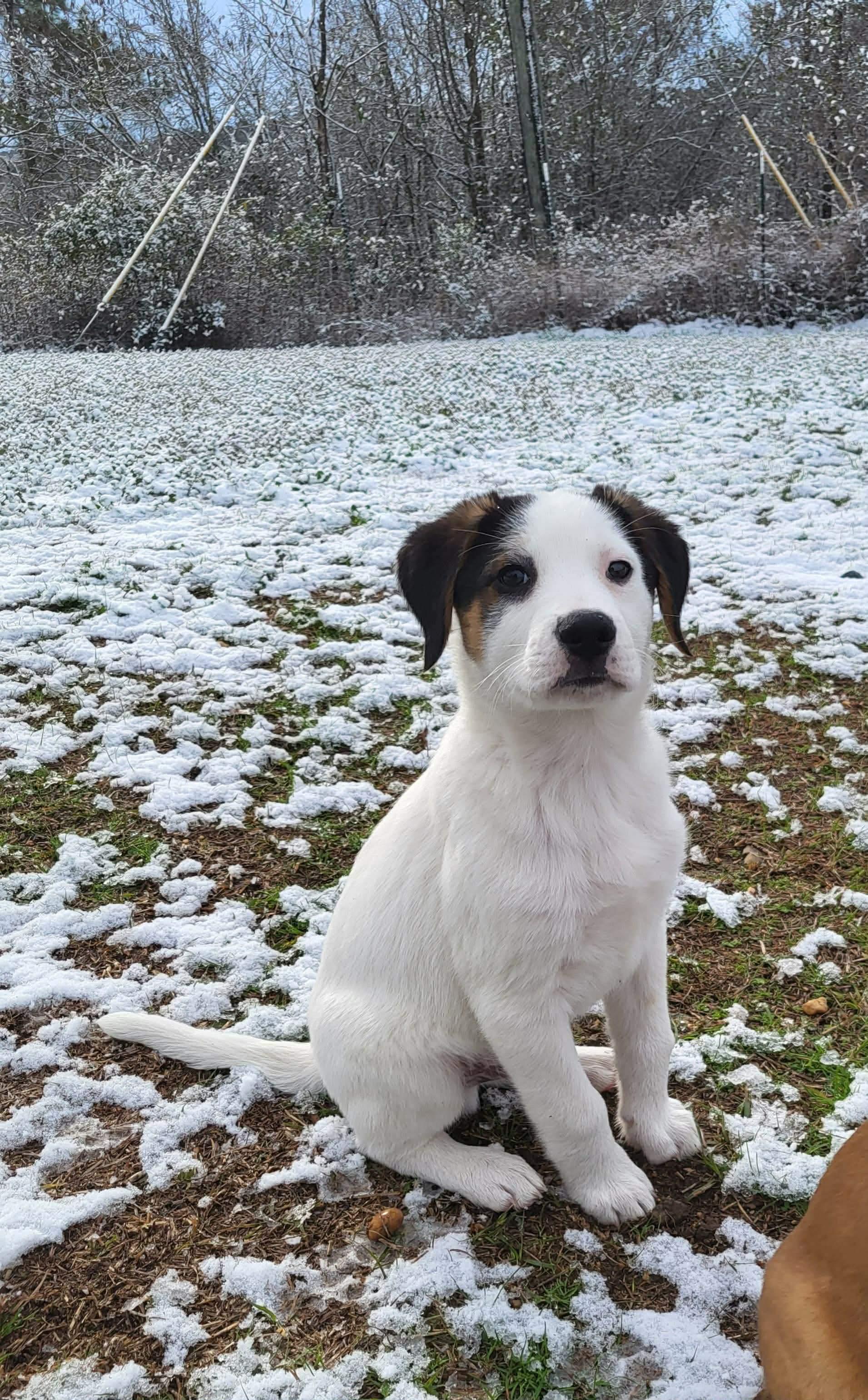 Snoopy, ADOPTABLE, Puppy Male Border Collie.