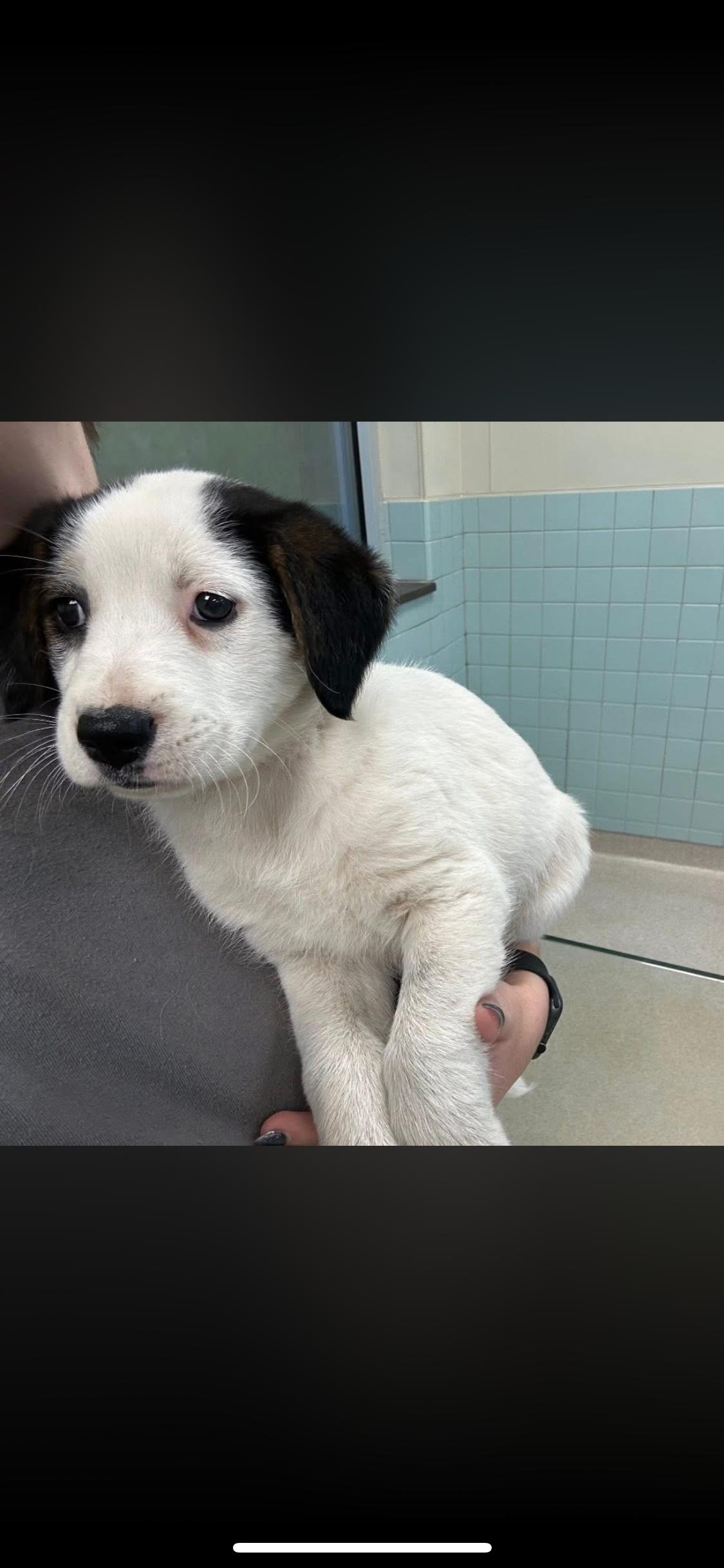 Enlarge Snoopy, a ADOPTABLE mixed breed in Crystal Lake, IL image 3/4