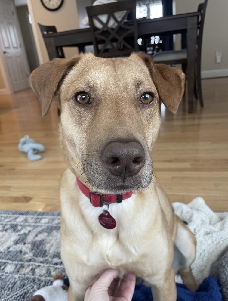 Enlarge Van Jackson, a Adoptable mixed breed in Boston, MA image 1/6