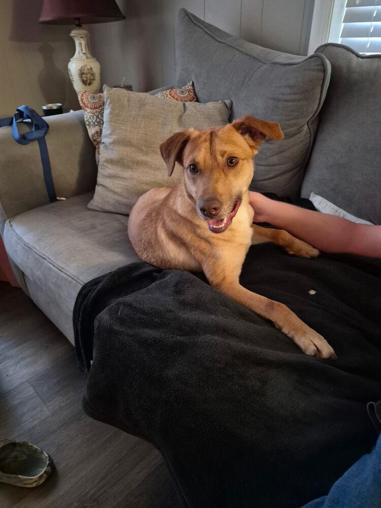 Enlarge Van Jackson, a Adoptable mixed breed in Boston, MA image 2/6