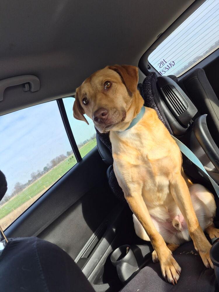 Enlarge Van Jackson, a Adoptable mixed breed in Boston, MA image 3/6