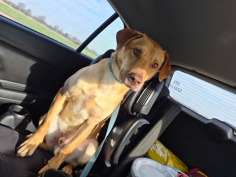 Enlarge Van Jackson, a Adoptable mixed breed in Boston, MA image 4/6