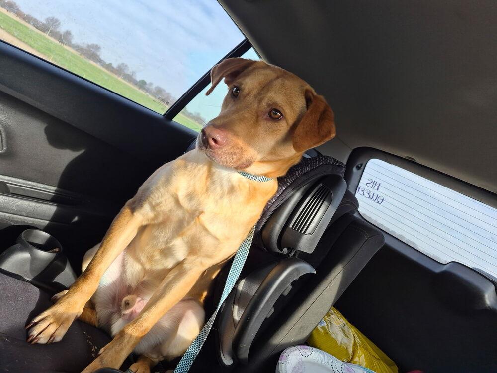 Enlarge Van Jackson, a Adoptable mixed breed in Boston, MA image 5/6