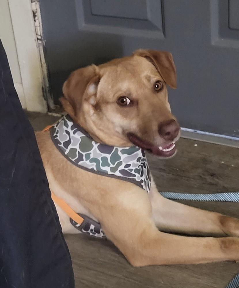 Enlarge Van Jackson, a Adoptable mixed breed in Boston, MA image 6/6