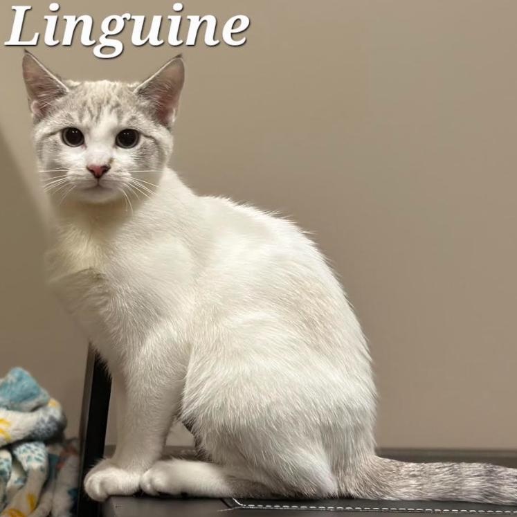 Linguine, Adoptable, Kitten Female Domestic Short Hair.