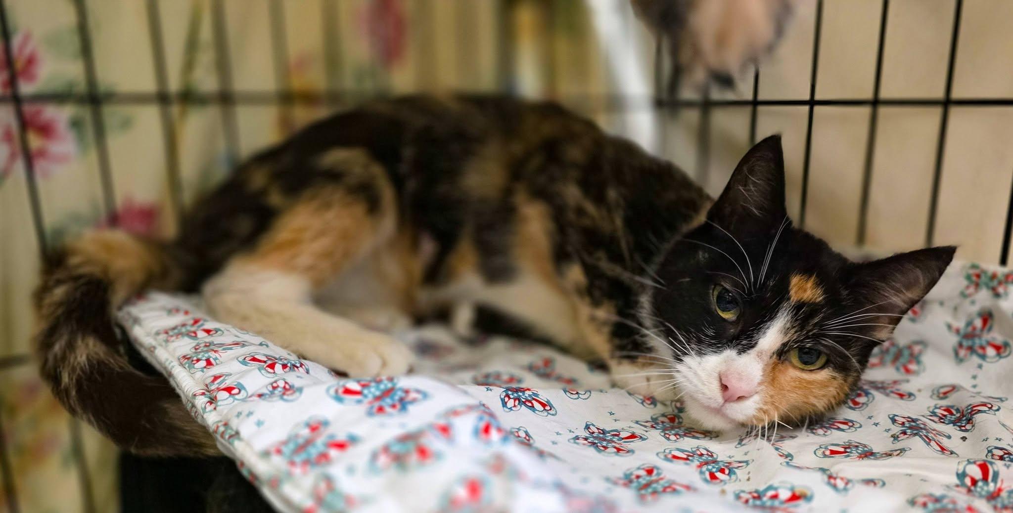 Cleopatra, a ADOPTABLE Domestic Short Hair in Sterling Heights, MI image 3/6