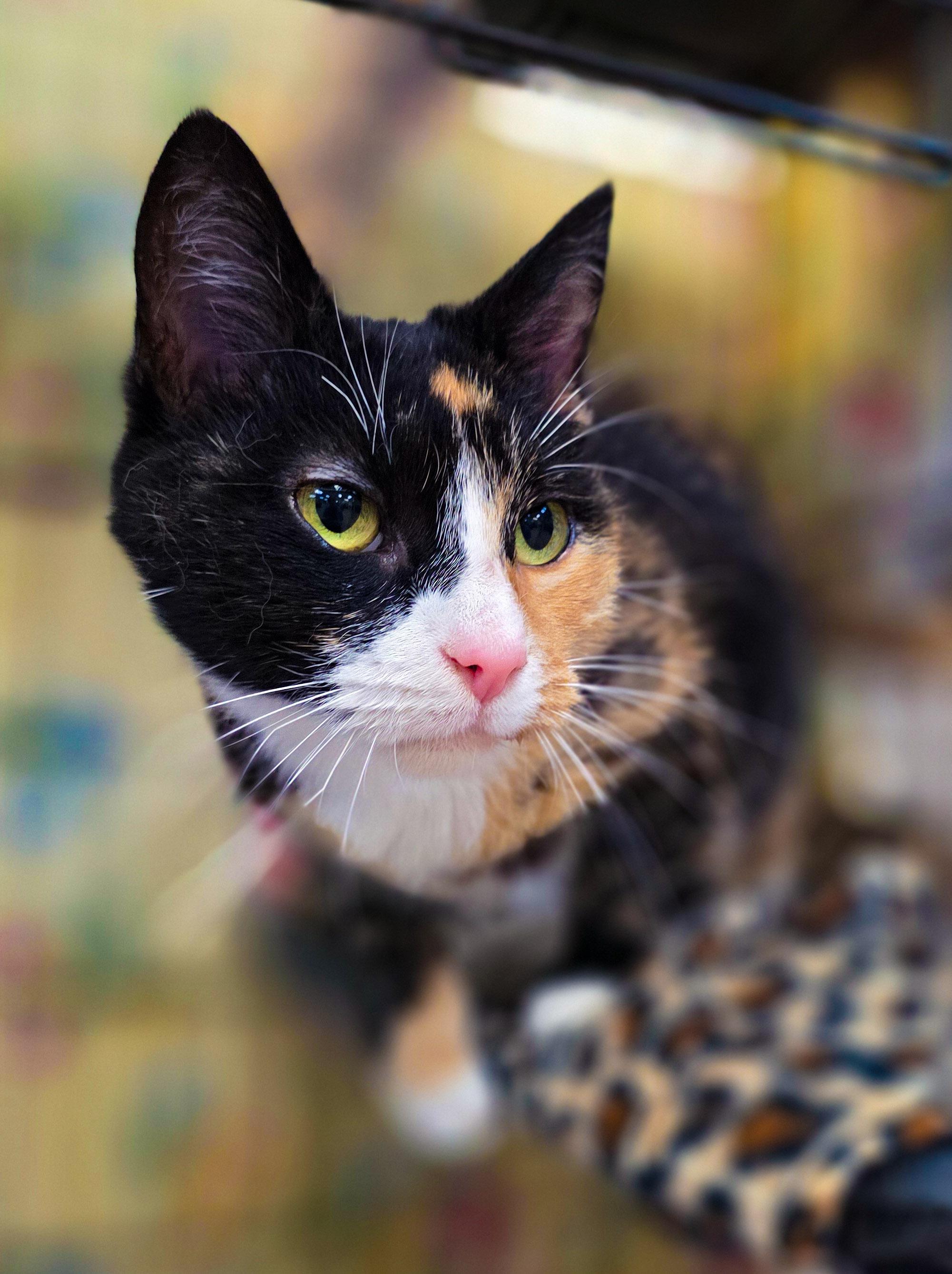 Enlarge Cleopatra, a Adoptable Domestic Short Hair in Sterling Heights, MI image 2/6