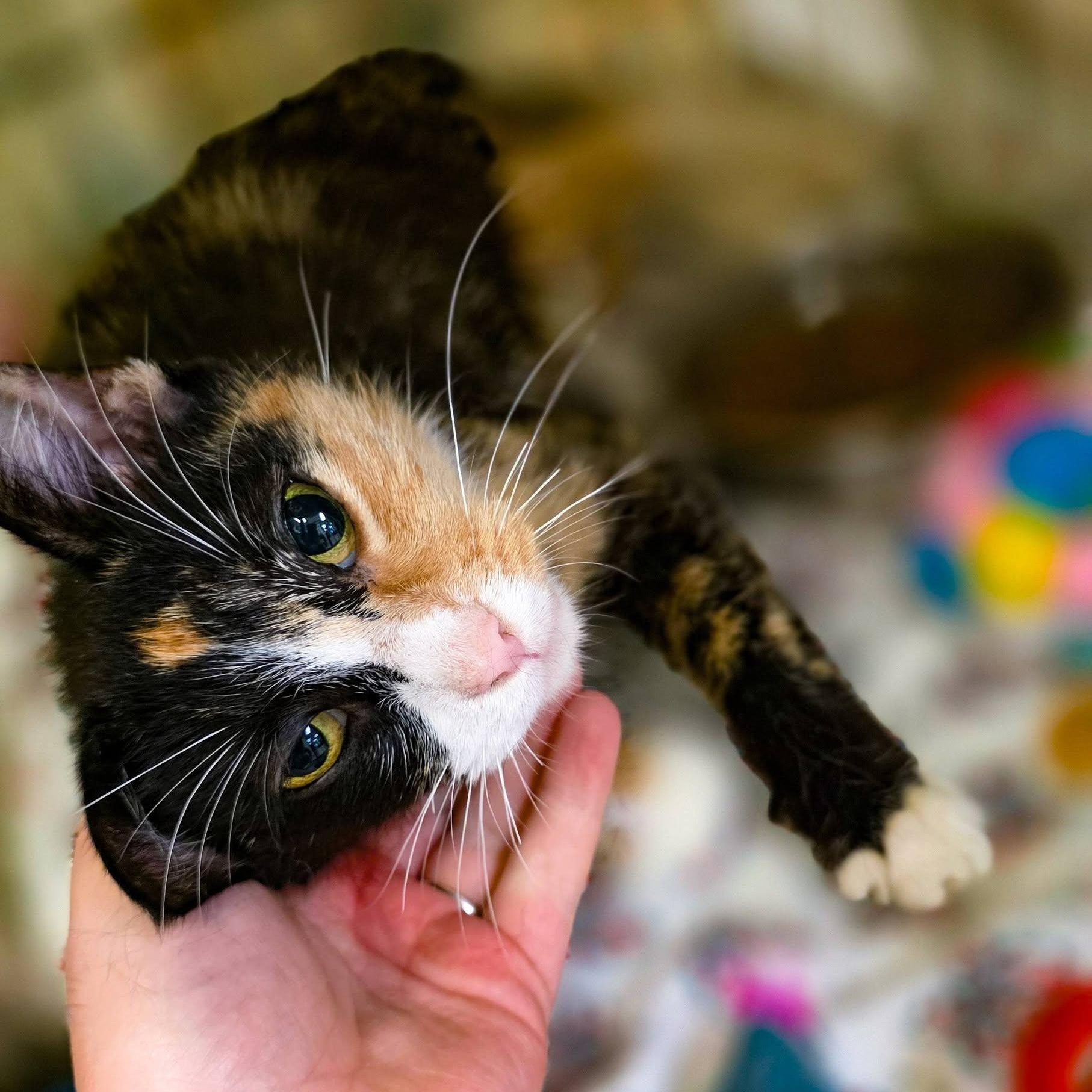 Cleopatra, ADOPTABLE, Adult Female Domestic Short Hair.
