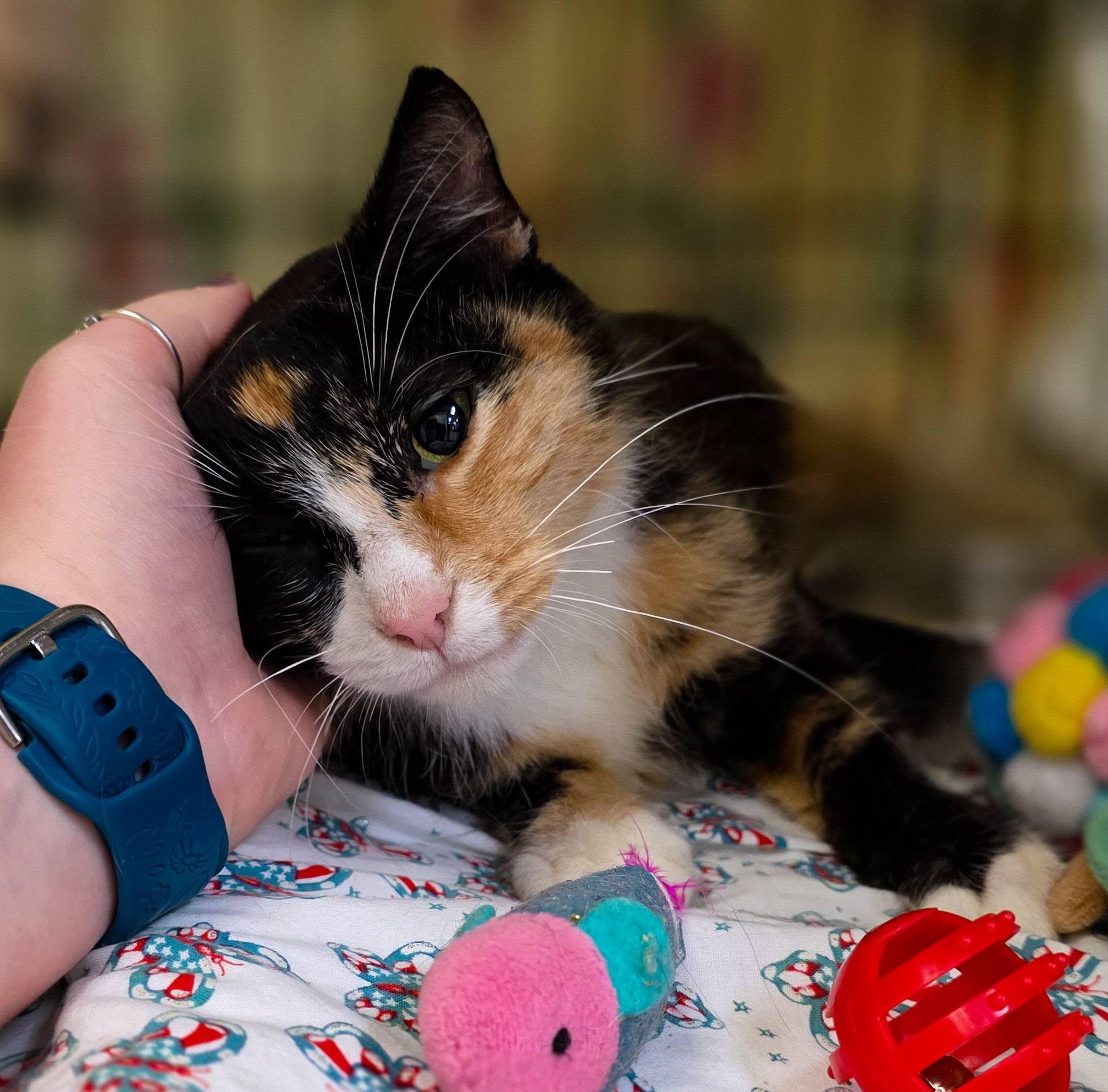 Cleopatra, a ADOPTABLE Domestic Short Hair in Sterling Heights, MI image 5/6