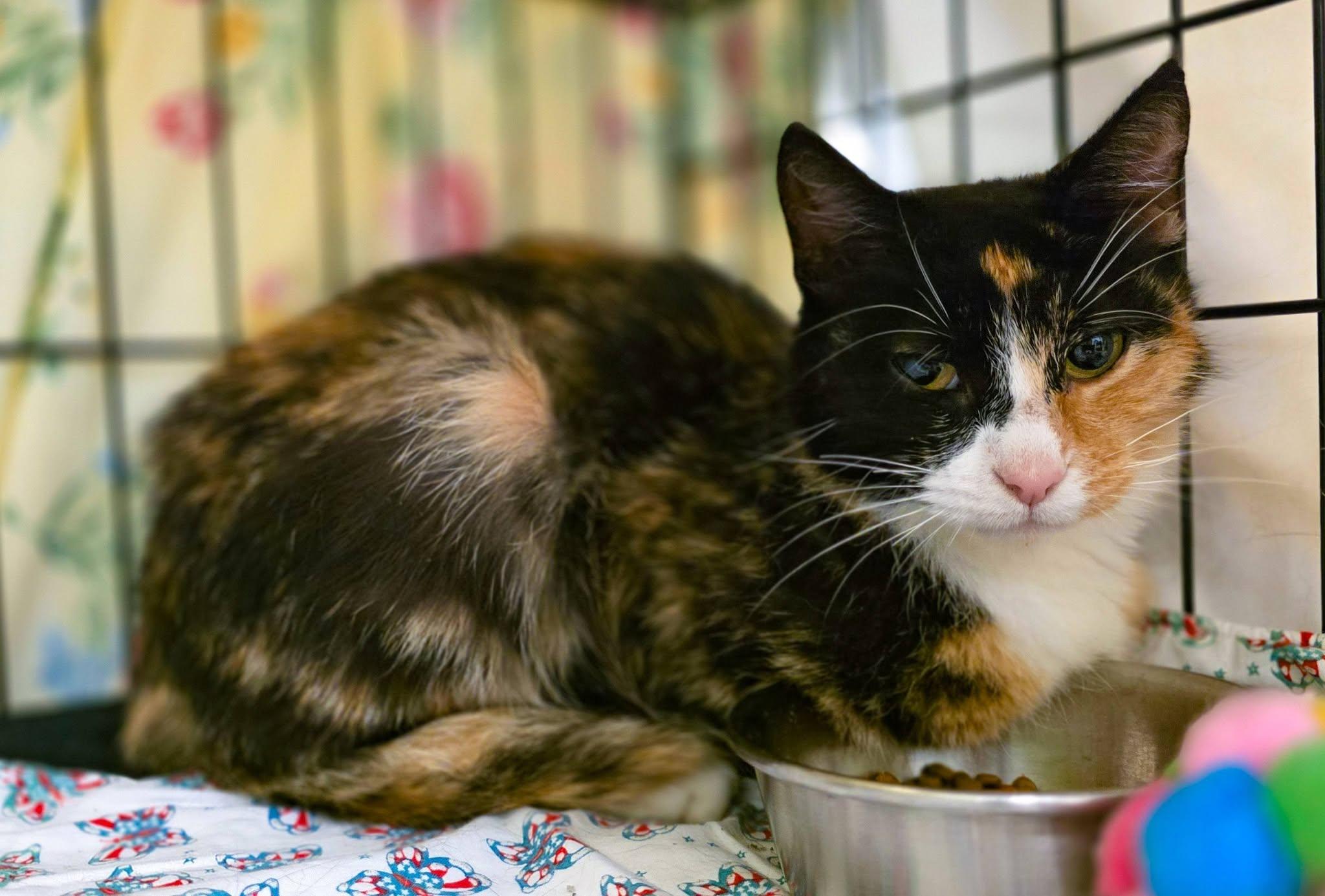 Cleopatra, a ADOPTABLE Domestic Short Hair in Sterling Heights, MI image 2/6