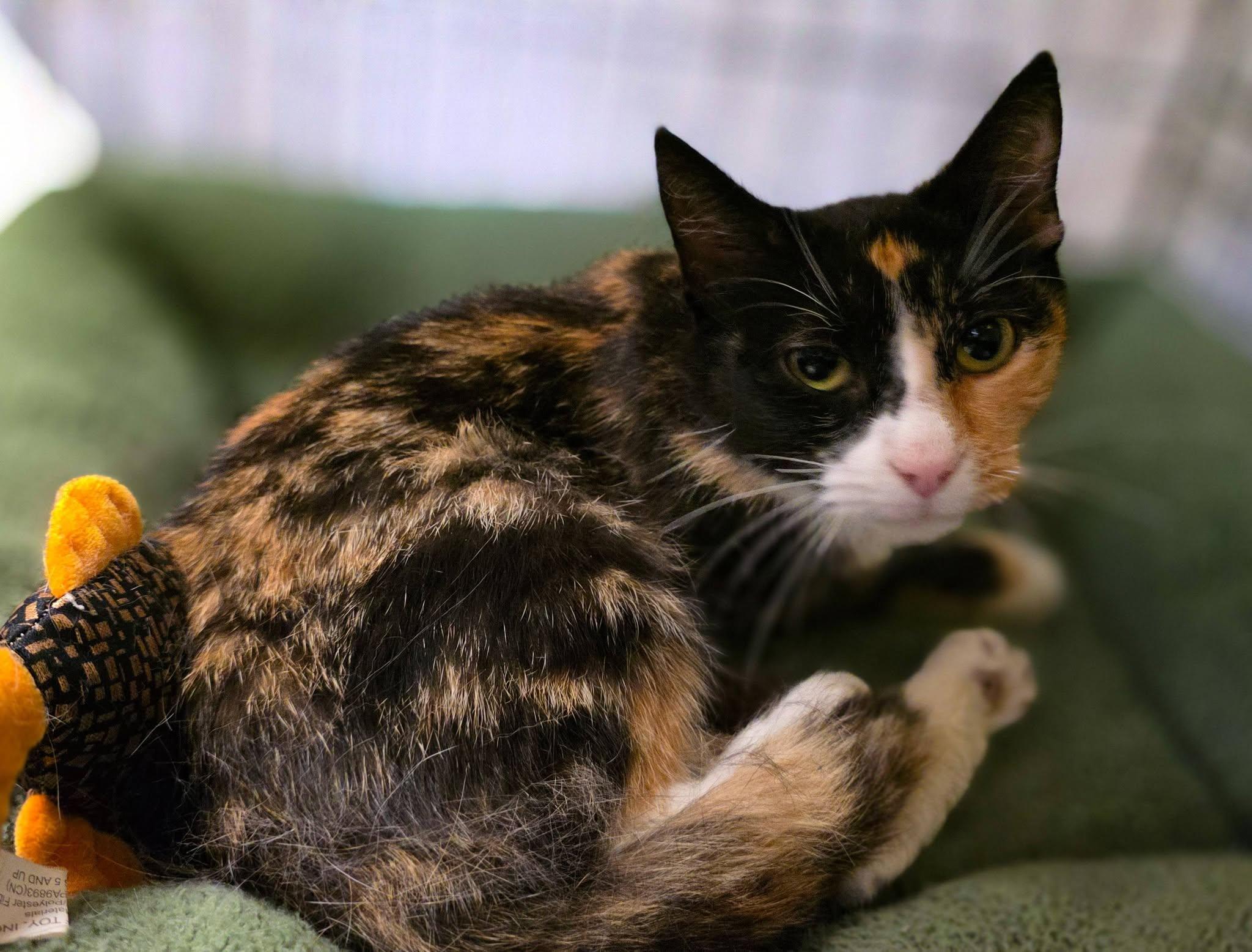 Cleopatra, a ADOPTABLE Domestic Short Hair in Sterling Heights, MI image 6/6