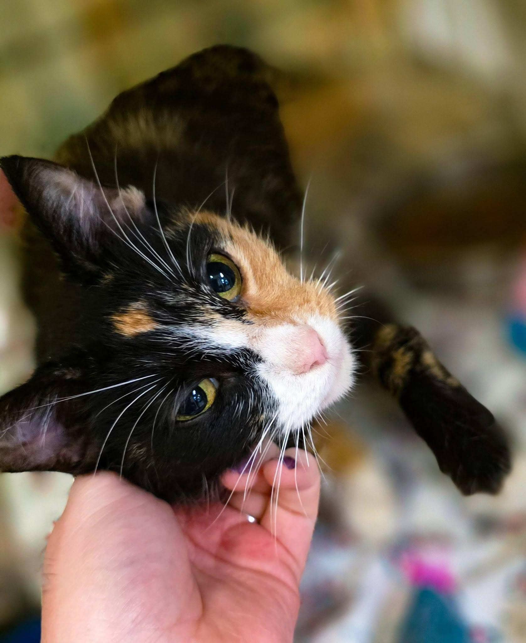 Cleopatra, a ADOPTABLE Domestic Short Hair in Sterling Heights, MI image 4/6
