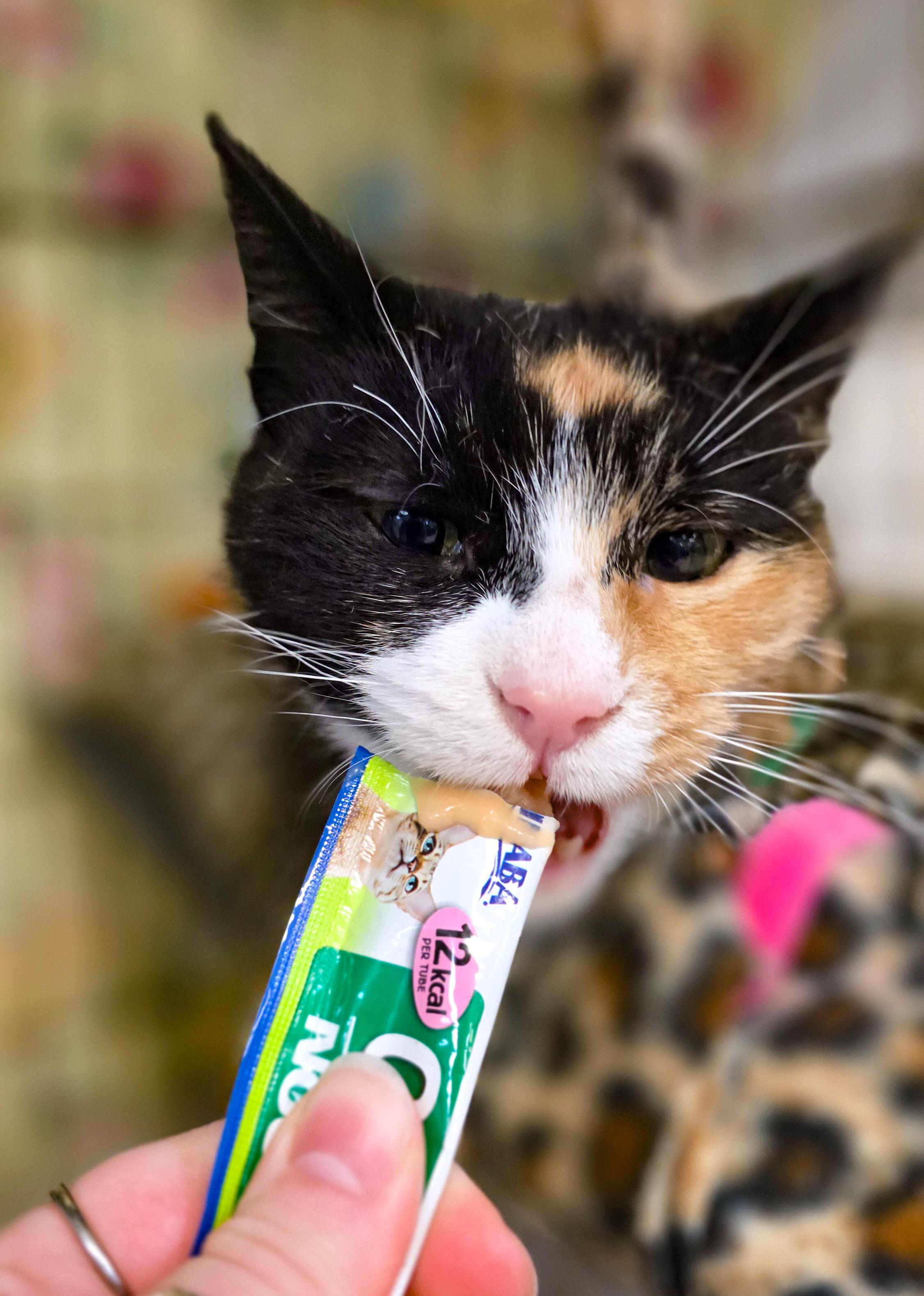Enlarge Cleopatra, a Adoptable Domestic Short Hair in Sterling Heights, MI image 3/6