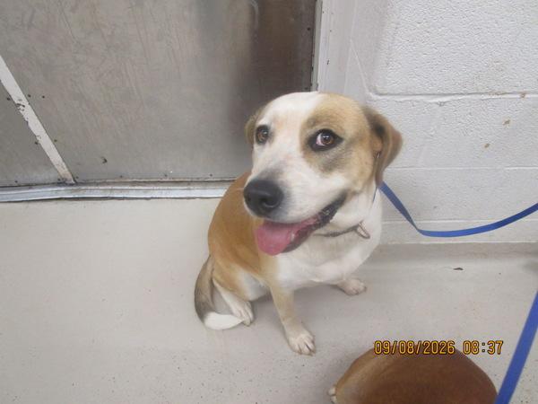Enlarge (807), a Adoptable mixed breed in Marietta, GA image 1/1