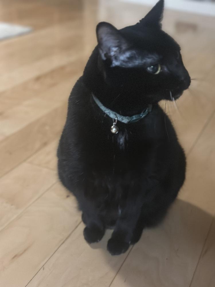 Luna Senior, Adoptable, Senior Female Domestic Short Hair.