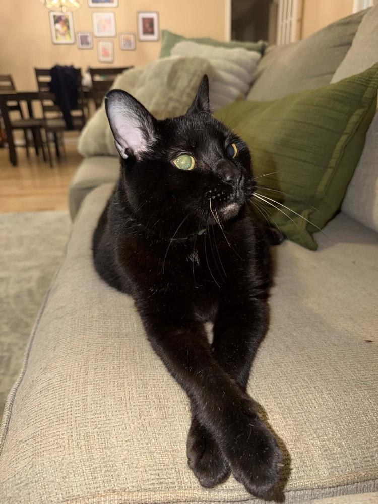 Enlarge Luna Senior, a Adoptable Domestic Short Hair in Virginia Beach, VA image 2/6