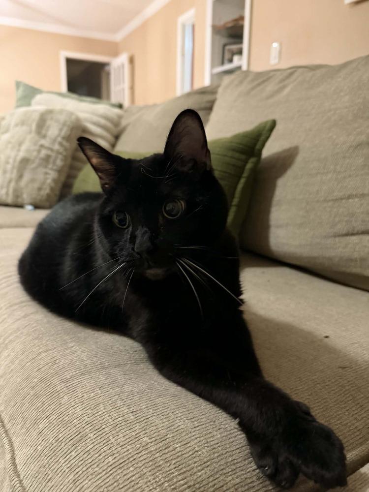 Enlarge Luna Senior, a Adoptable Domestic Short Hair in Virginia Beach, VA image 3/6