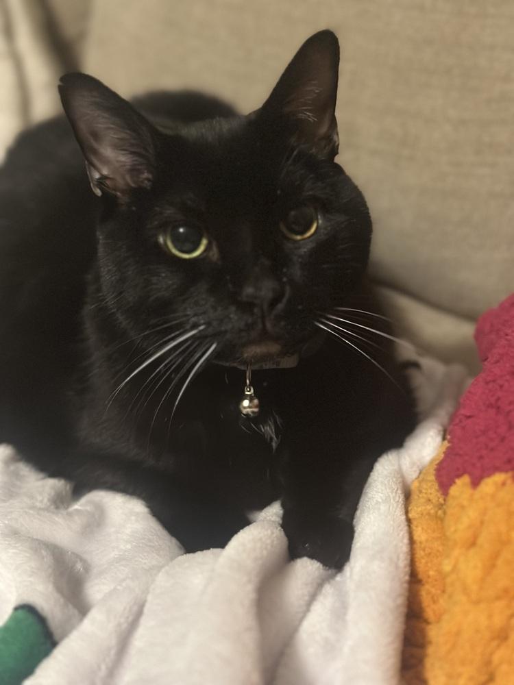 Enlarge Luna Senior, a Adoptable Domestic Short Hair in Virginia Beach, VA image 4/6