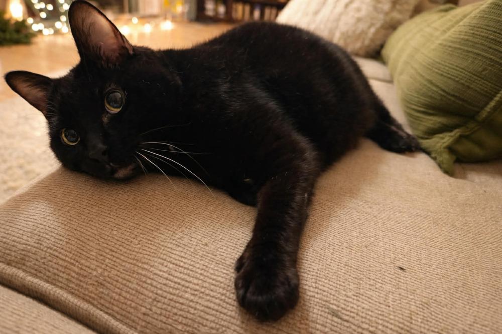 Enlarge Luna Senior, a Adoptable Domestic Short Hair in Virginia Beach, VA image 5/6