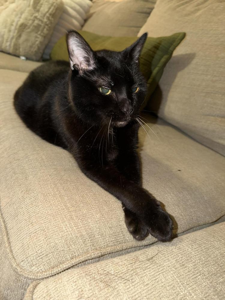 Enlarge Luna Senior, a Adoptable Domestic Short Hair in Virginia Beach, VA image 6/6